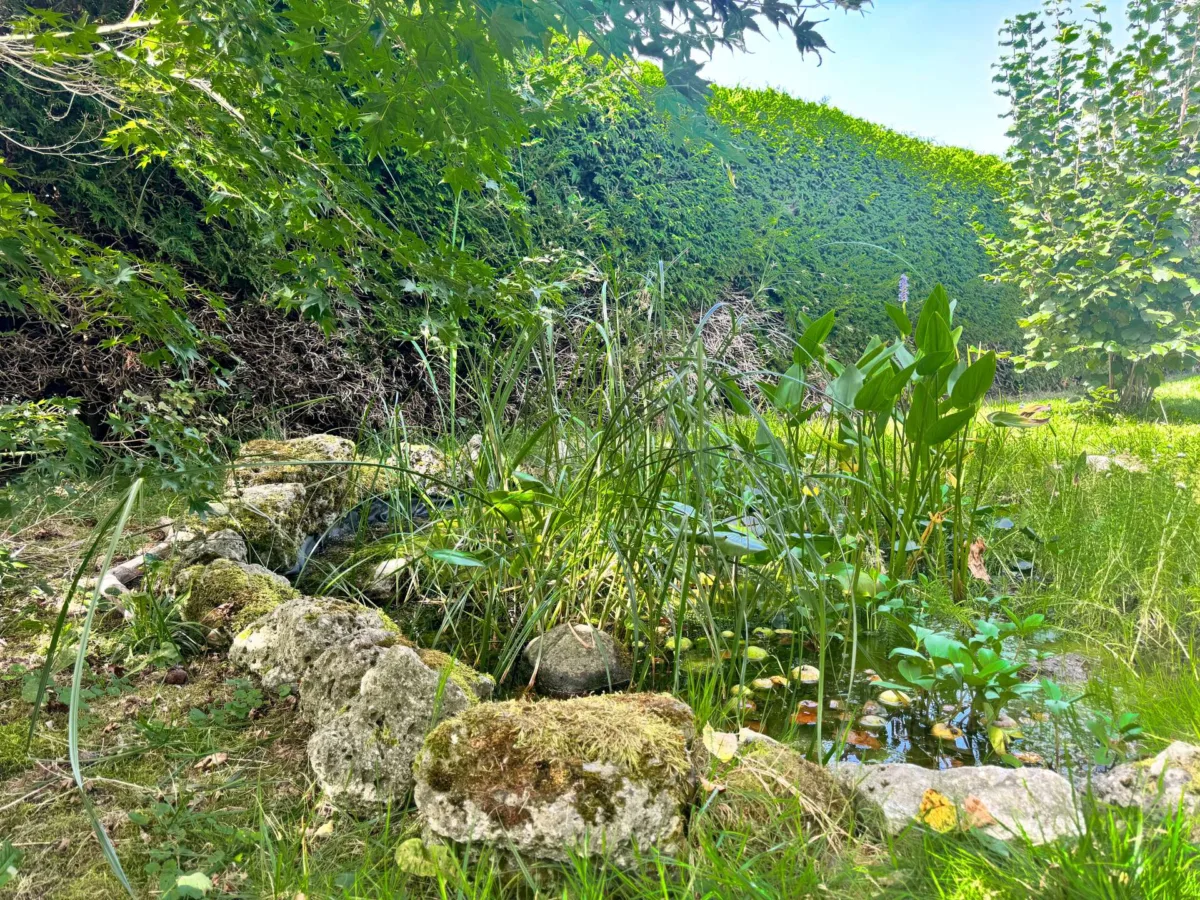 Teich im Garten