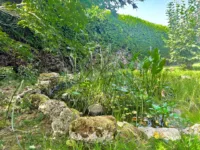 Teich im Garten