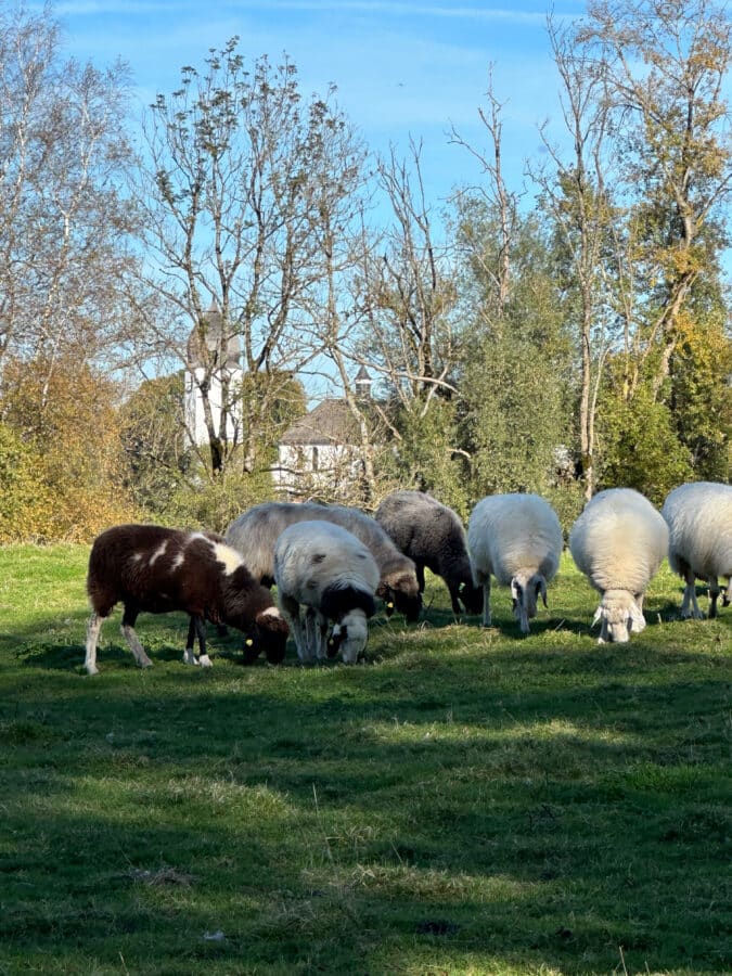 Grundstück auf der Krautinsel - Grundstück